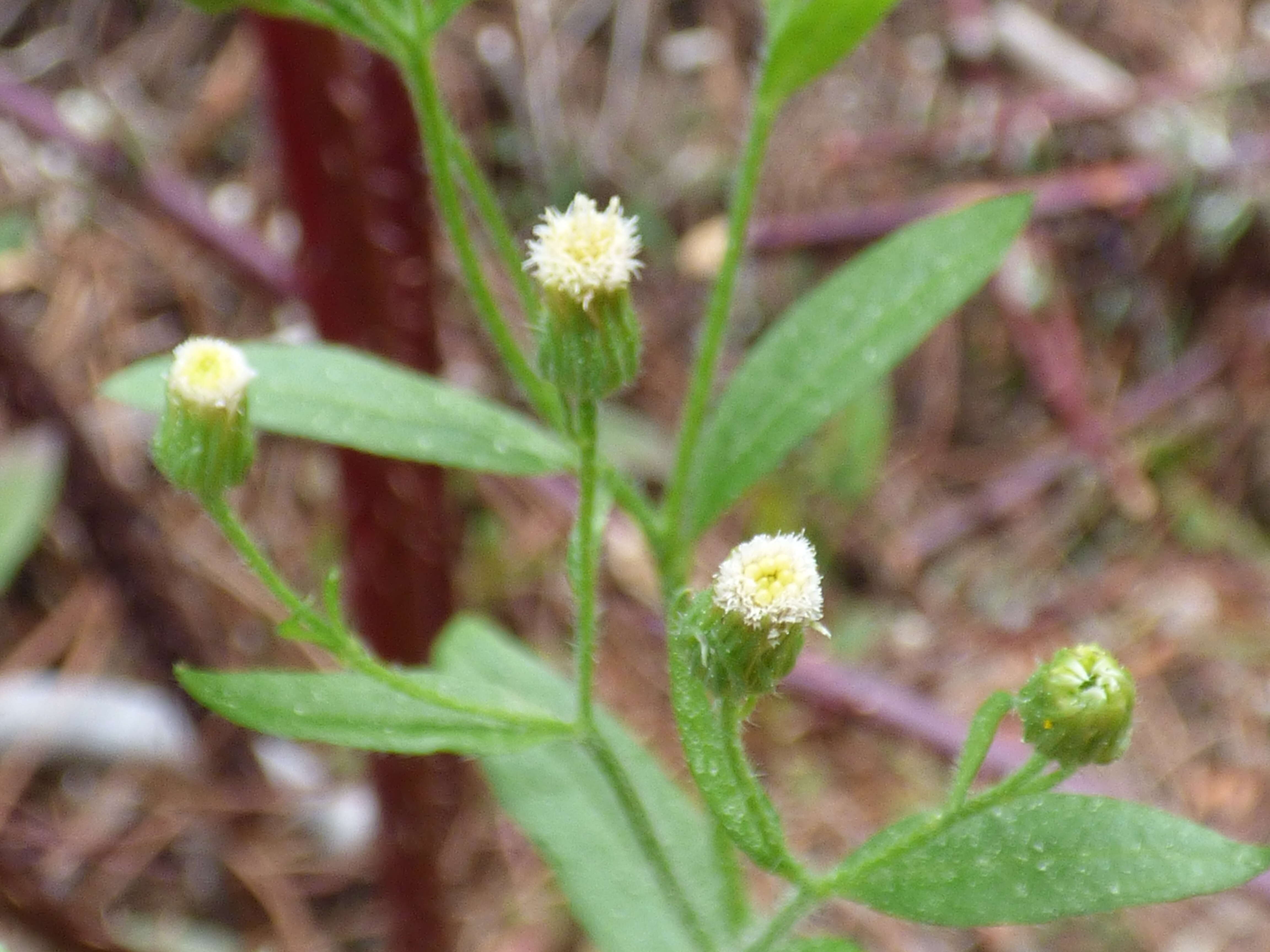 Image of asthmaweed