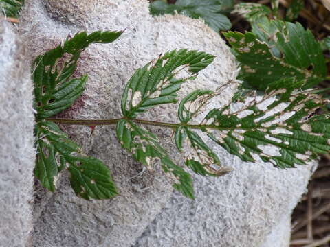 Image of Mysore raspberry