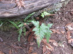 Imagem de Asplenium adiantum-nigrum L.