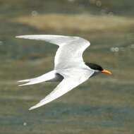 Image of Black-fronted Tern