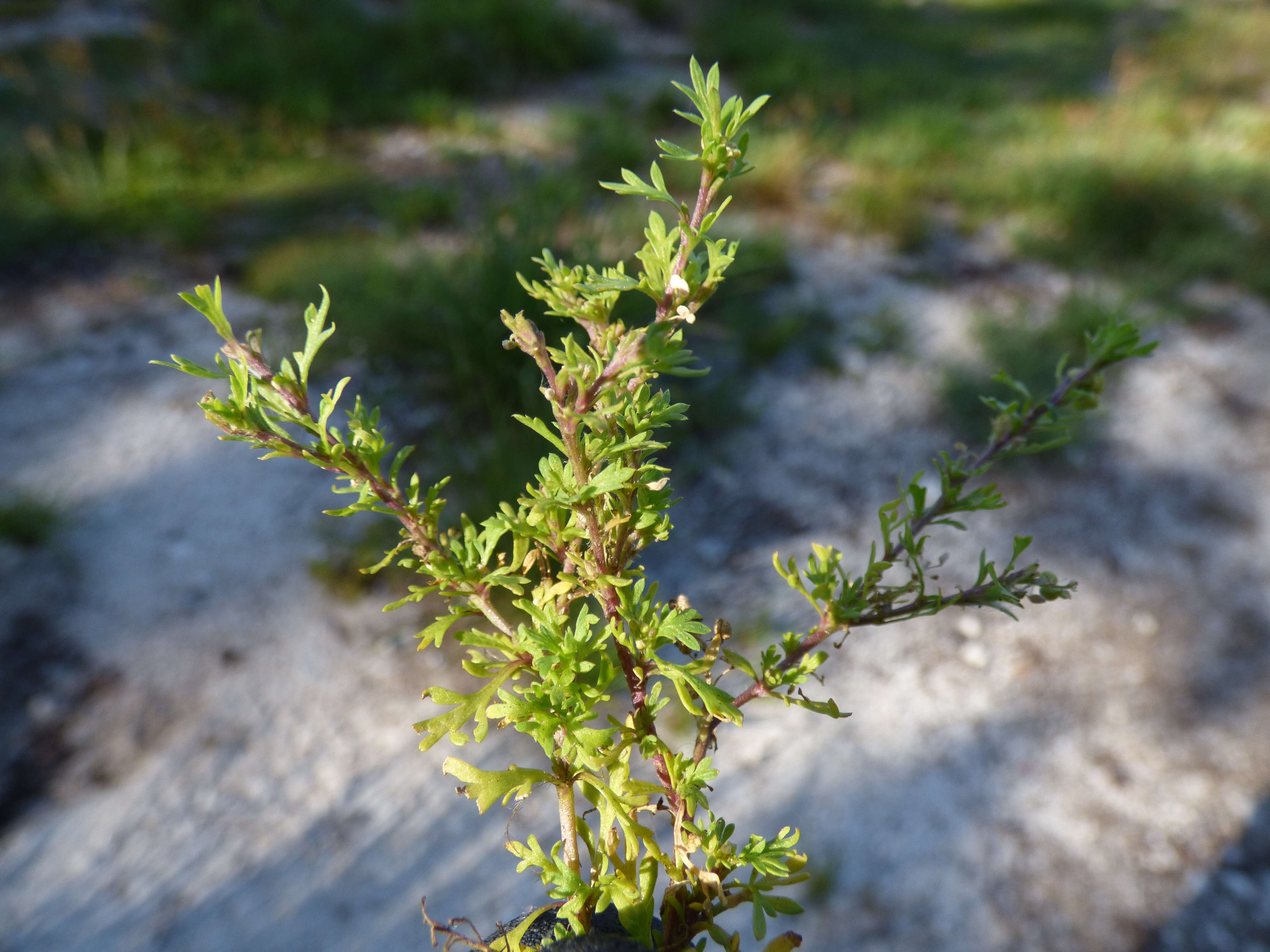 Image of Lesser swine-cress