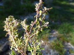 Image of Lesser swine-cress