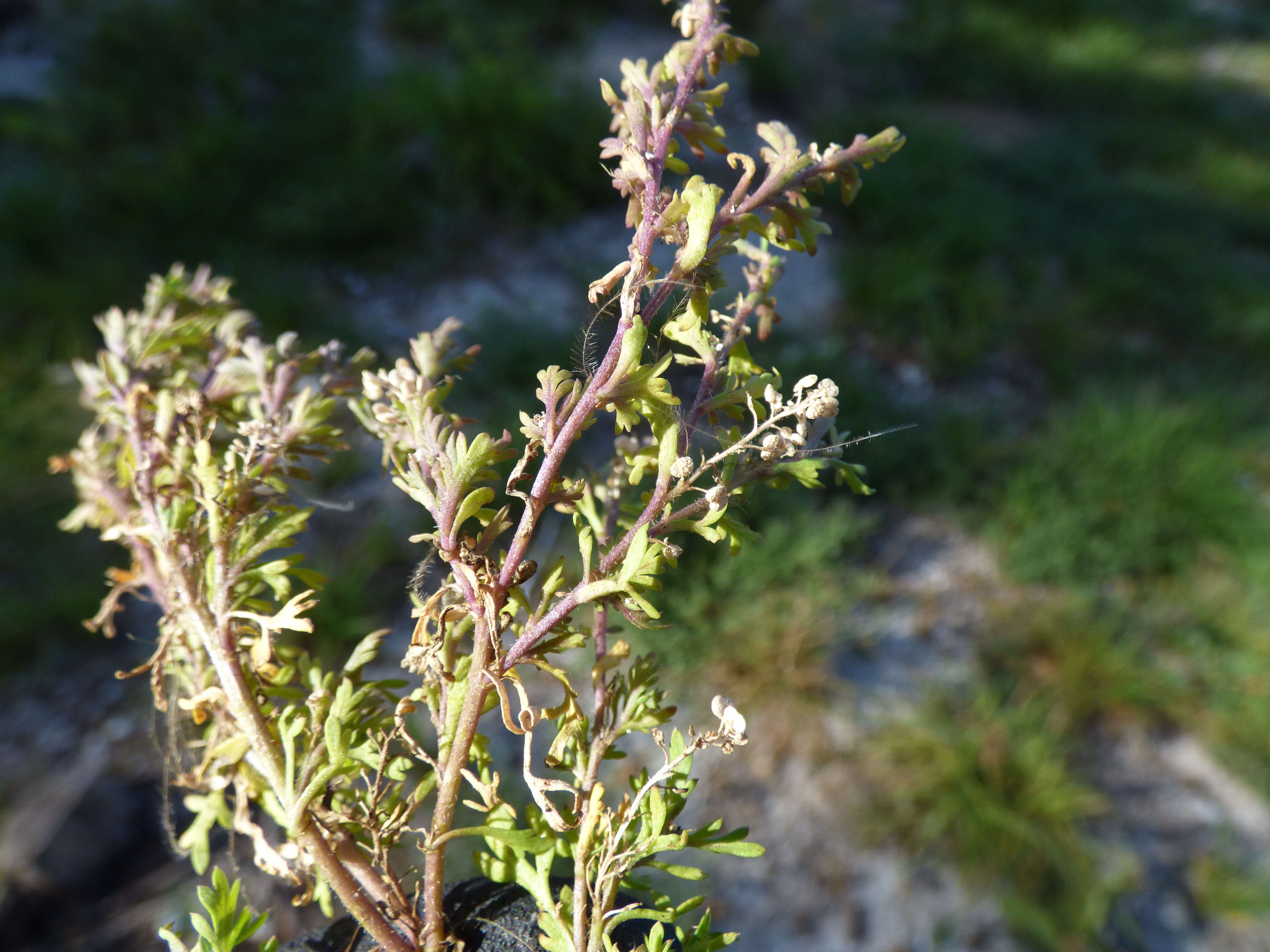 Image of Lesser swine-cress