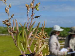 Image of Lesser Sea-spurrey