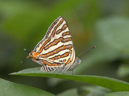 Слика од Cigaritis vulcanus