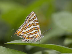 Слика од Cigaritis vulcanus