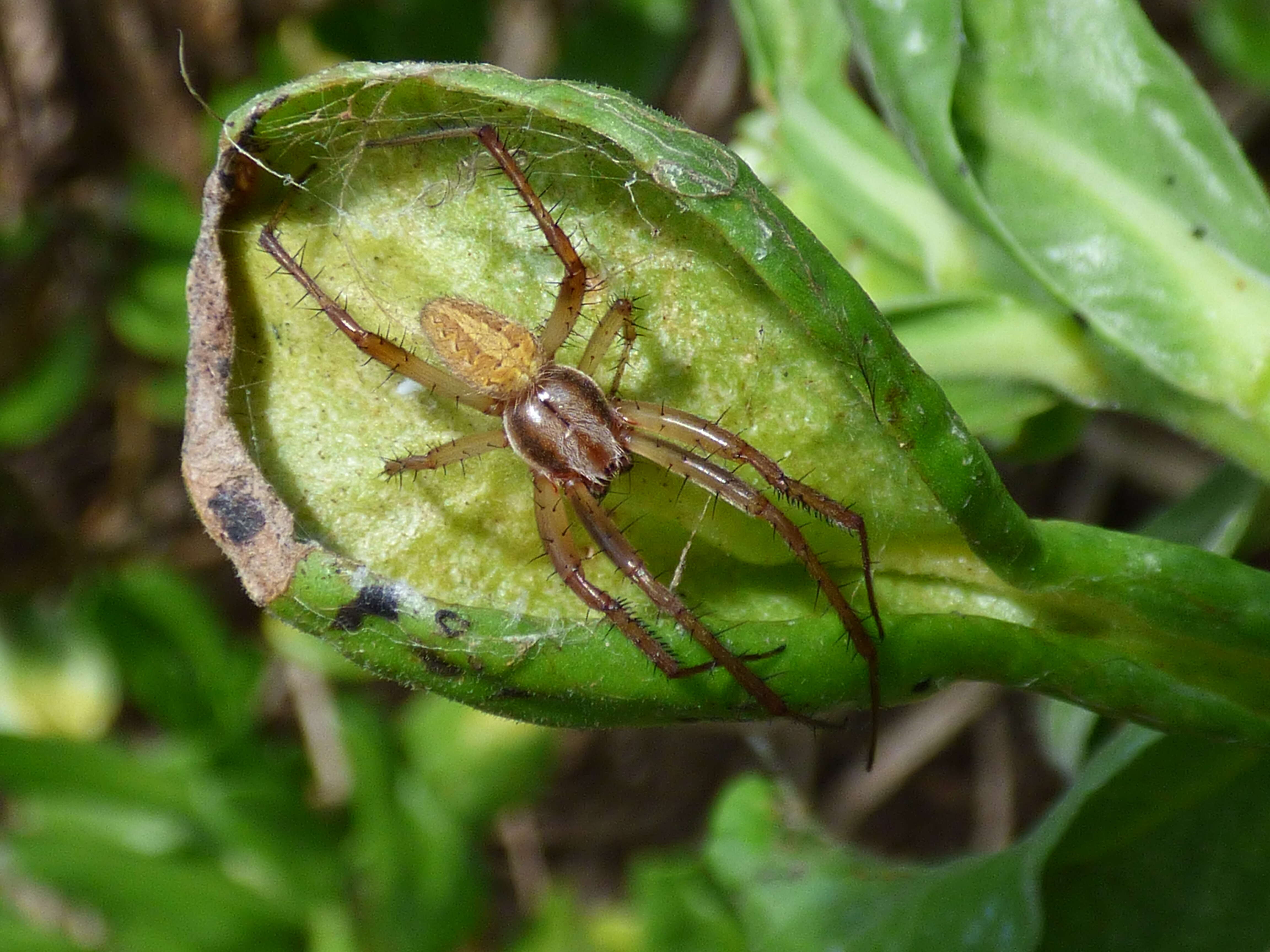 Image of Western Spotted Orbweaver