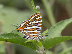 Слика од Cigaritis vulcanus