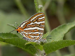 Слика од Cigaritis vulcanus