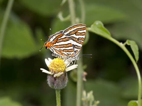 Image of Cigaritis vulcanus