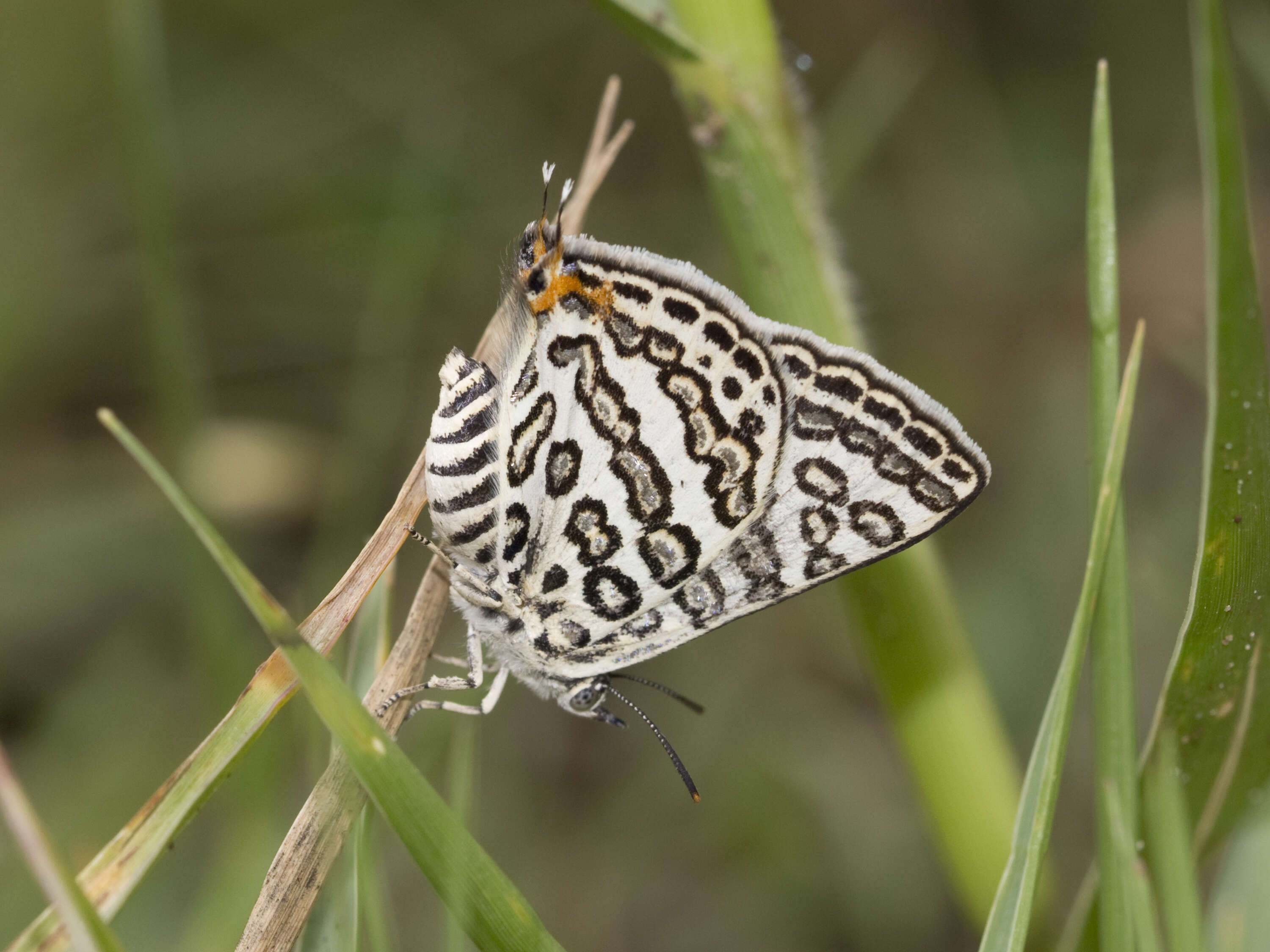 Image of Cigaritis lilacinus