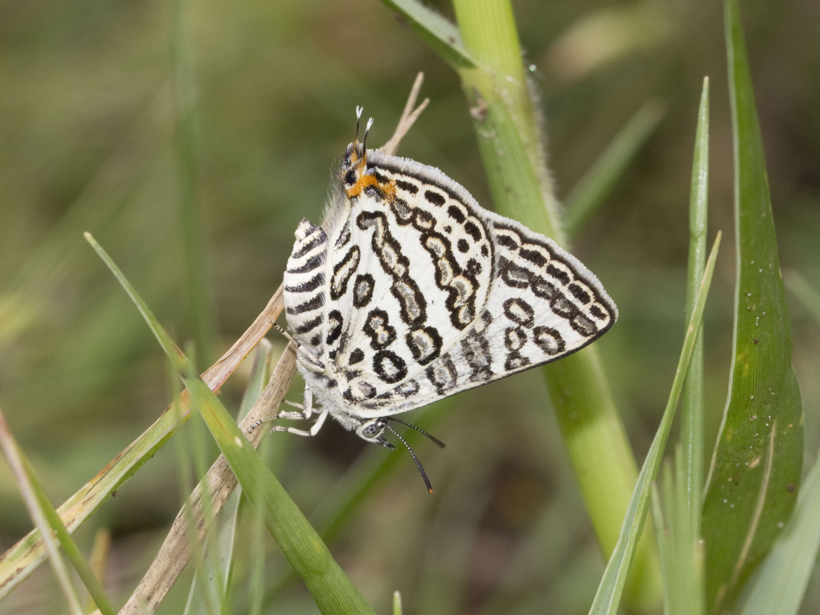 Image of Cigaritis lilacinus