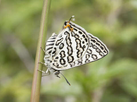 Image of Cigaritis lilacinus