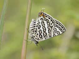 Image of Cigaritis lilacinus