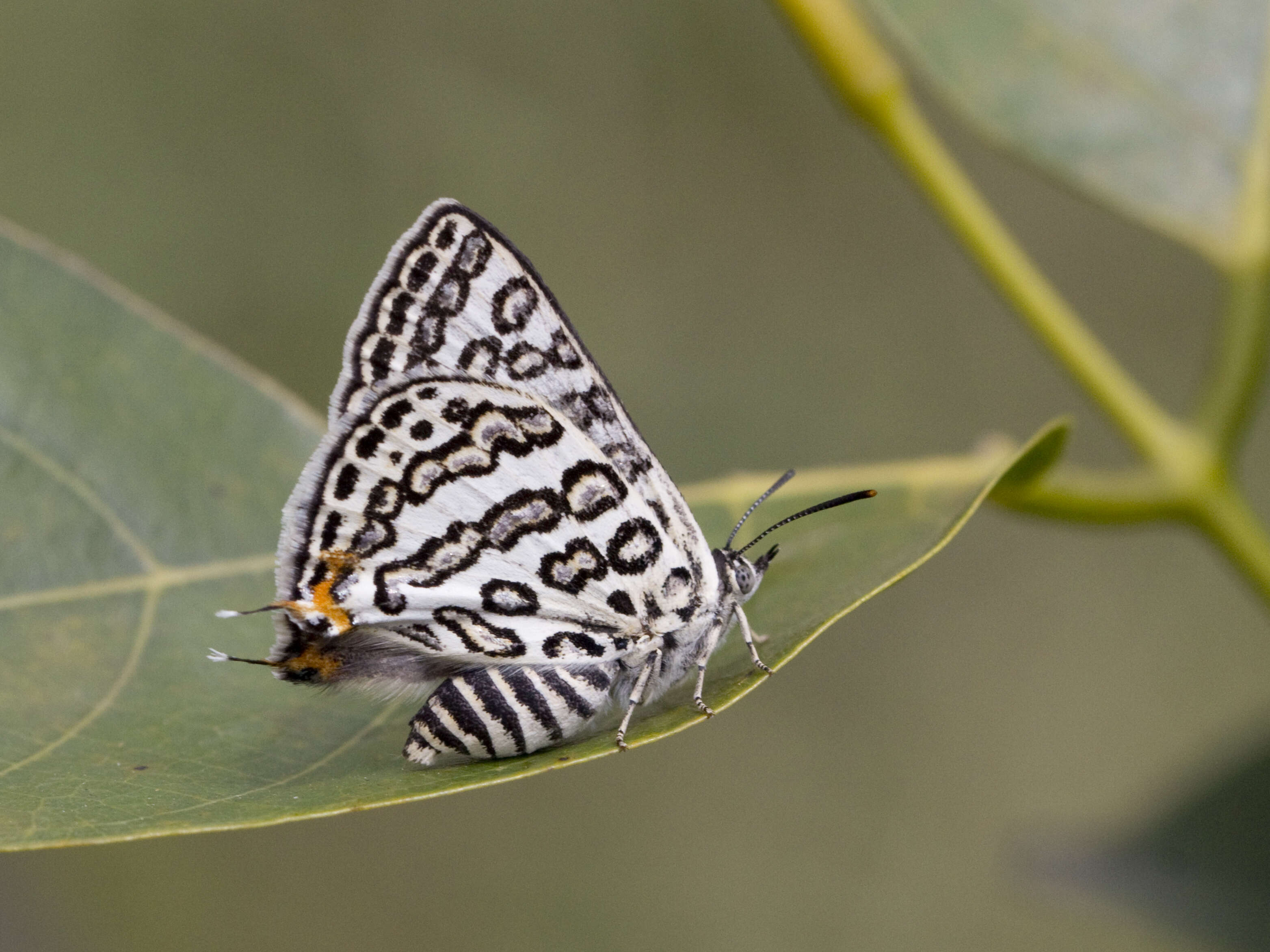 Image of Cigaritis lilacinus