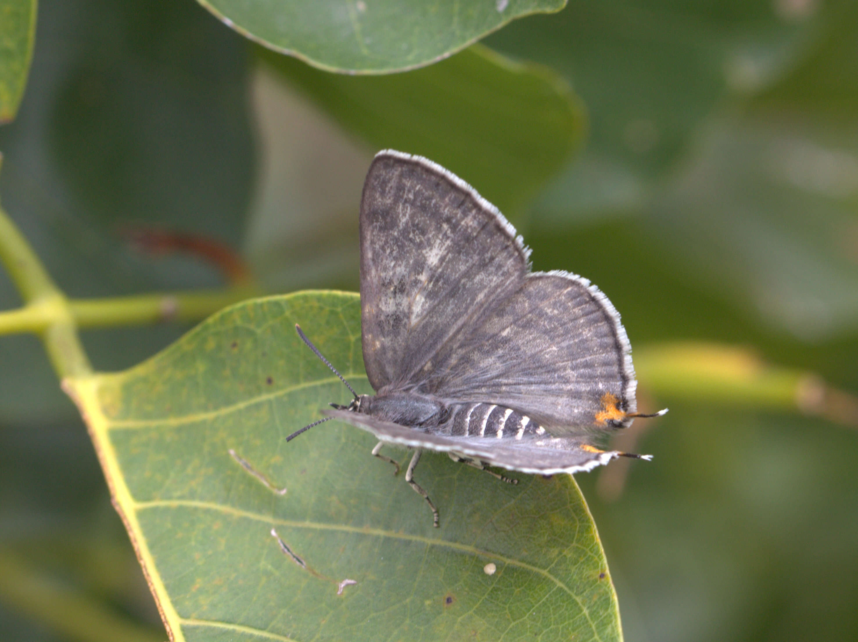 Image of Cigaritis lilacinus