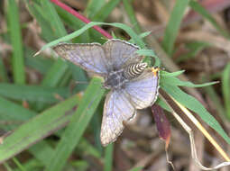 Image of Cigaritis lilacinus