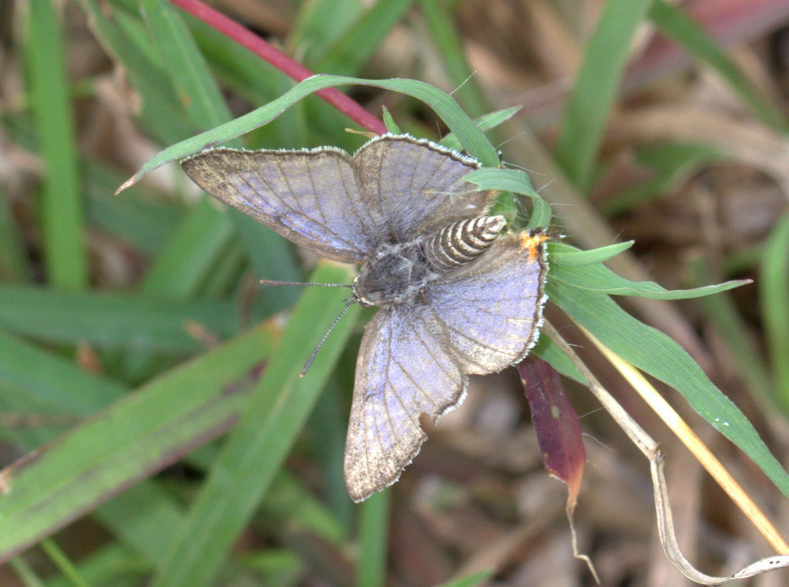 Image of Cigaritis lilacinus