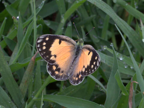 Colotis amata (Fabricius 1775)的圖片