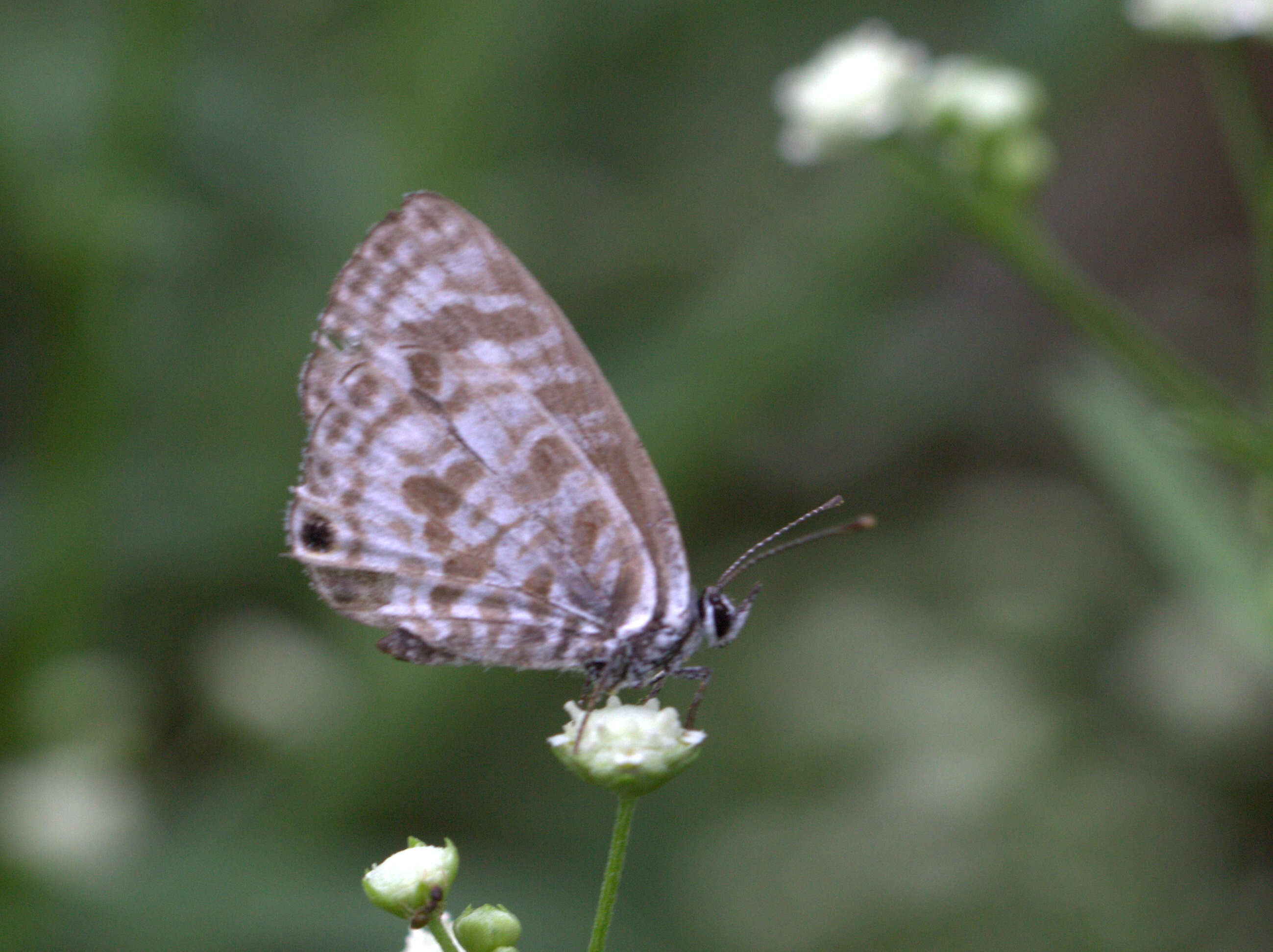 Image of Leptotes plinius