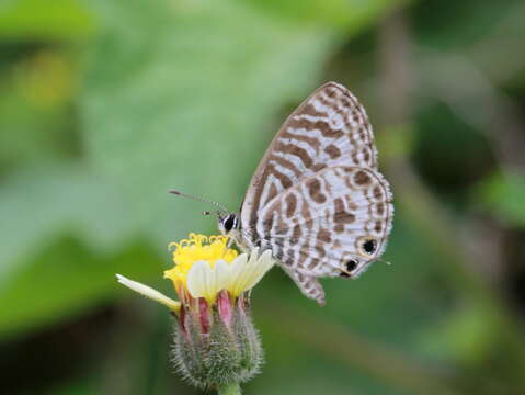 Image of Leptotes plinius