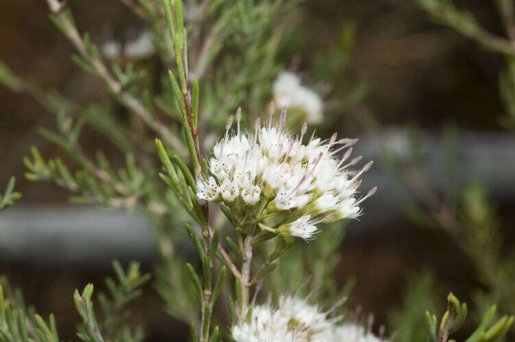 Image of Homoranthus wilhelmii Cheel