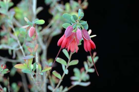 Image of Homoranthus zeteticorum L. A. Craven & S. R. Jones