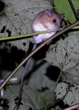 صورة Vandeleuria oleracea (Bennett 1832)