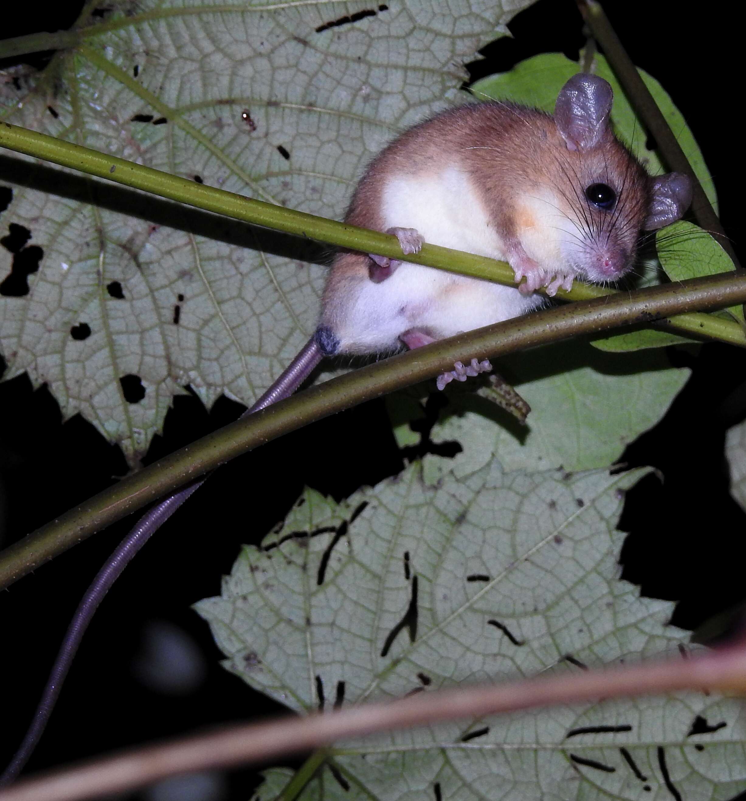 Image of Asiatic Long-tailed Climbing Mouse