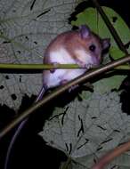 Image of Asiatic Long-tailed Climbing Mouse