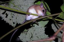 Image of Asiatic Long-tailed Climbing Mouse