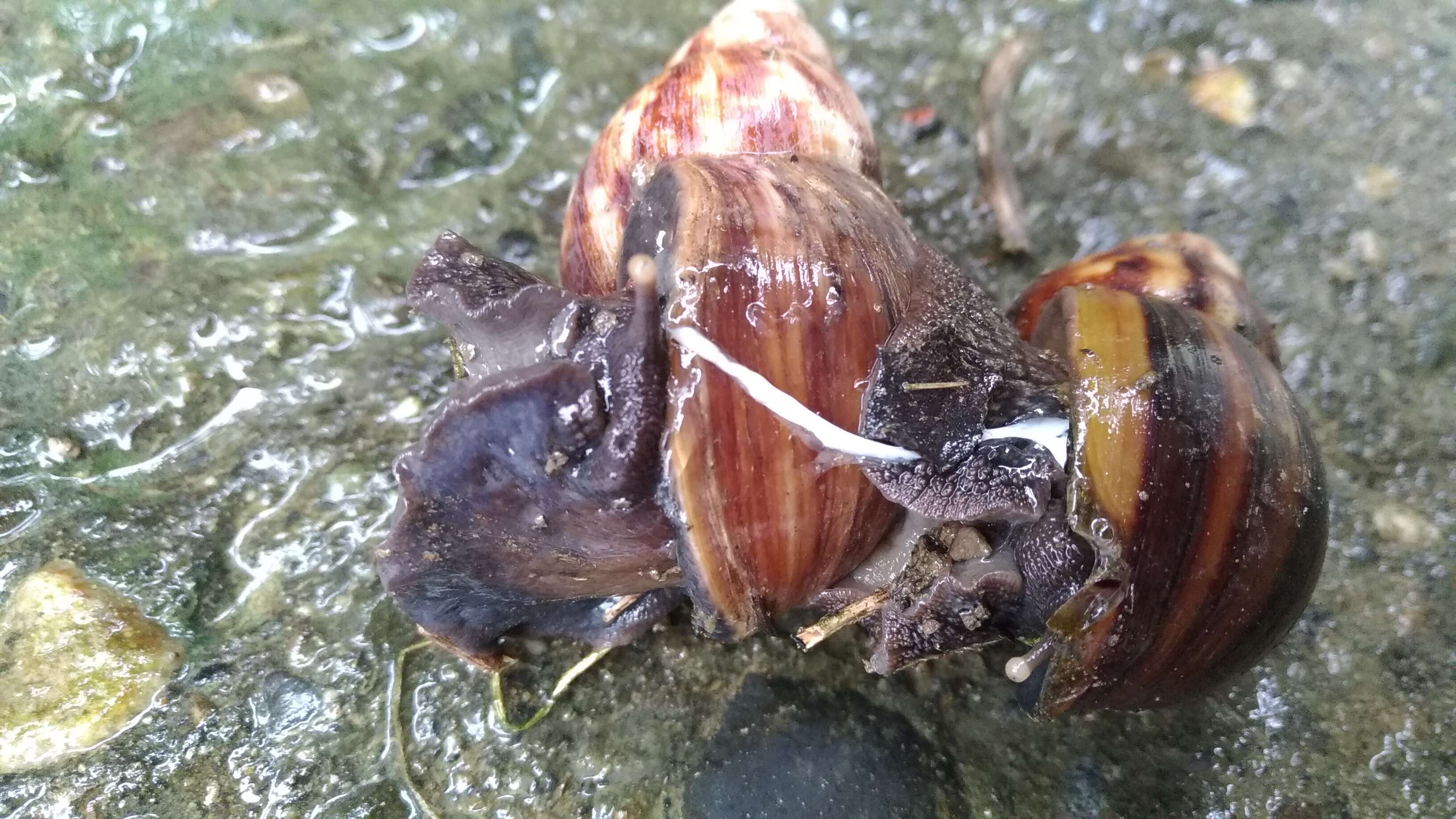 Image of Achatina fulica