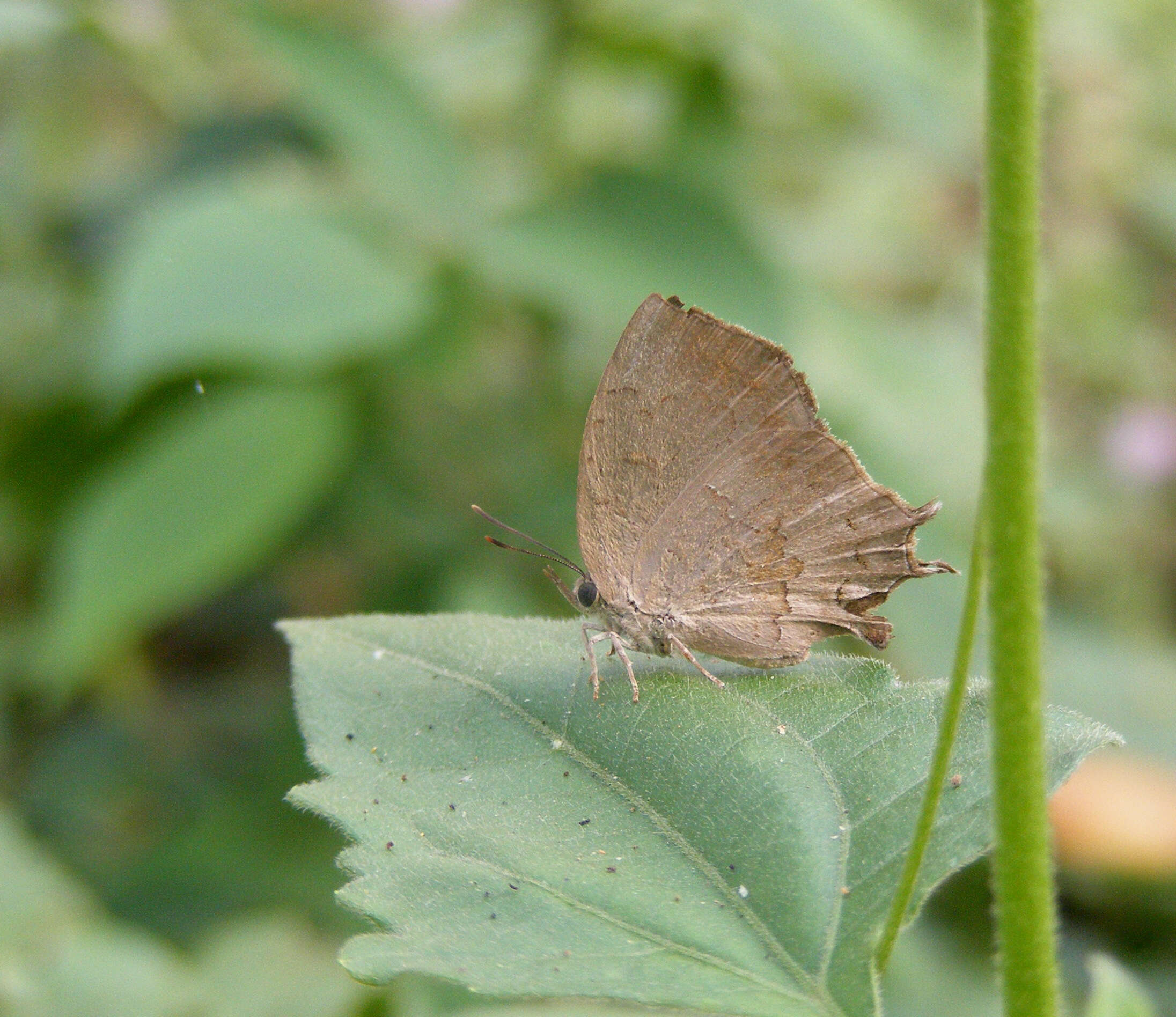 Surendra quercetorum (Moore 1857) resmi