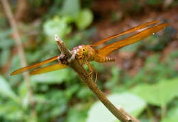 Image of Black Stream Glider