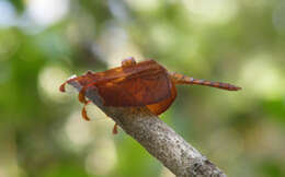 Image of Black Stream Glider