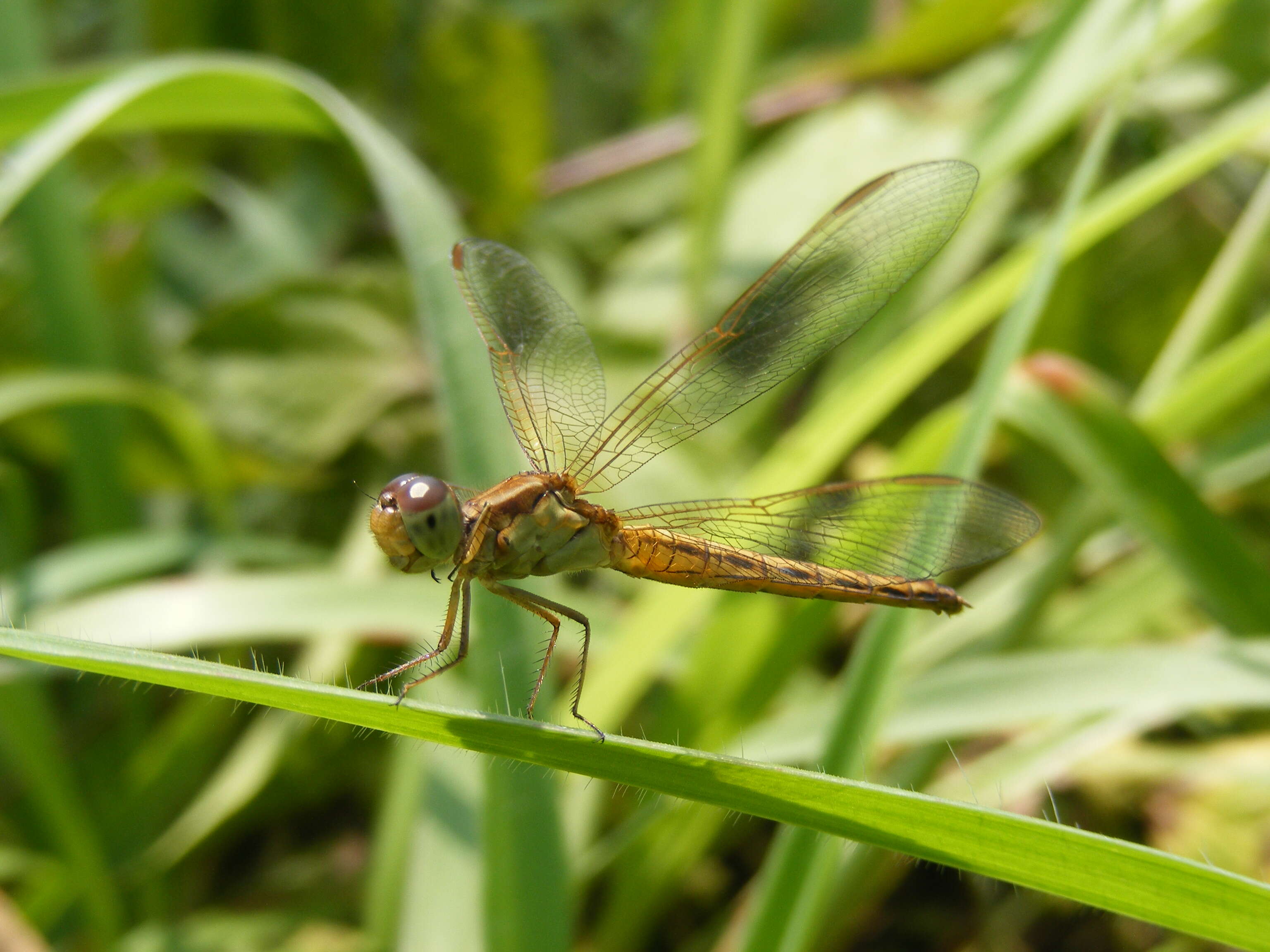 Image of Neurothemis intermedia (Rambur 1842)