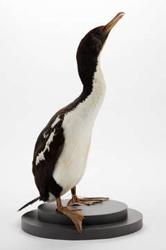 Image of New Zealand King Shag