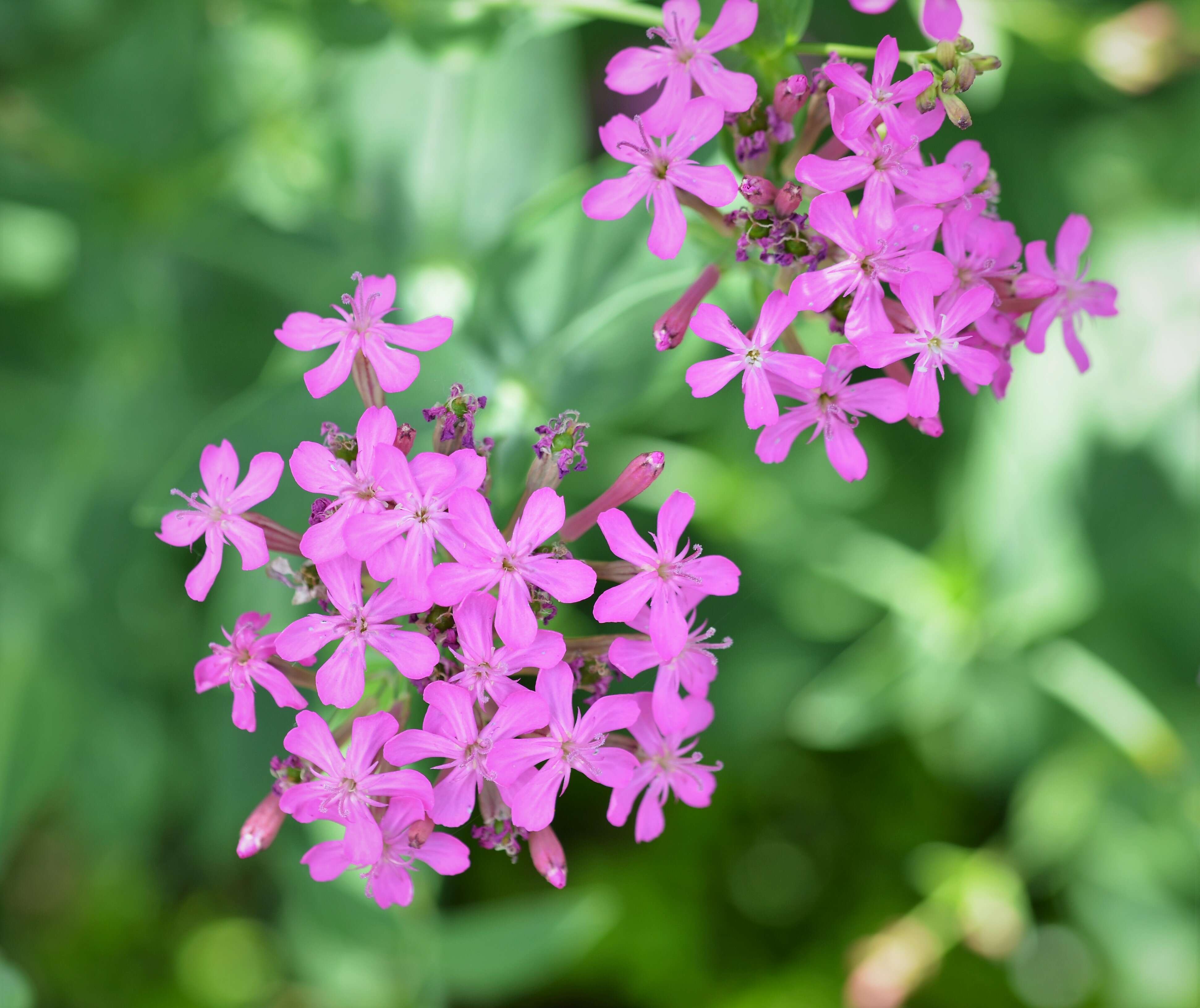 Image of sweet William silene