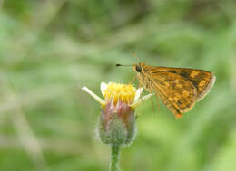 Imagem de Taractrocera ceramas Hewitson 1868