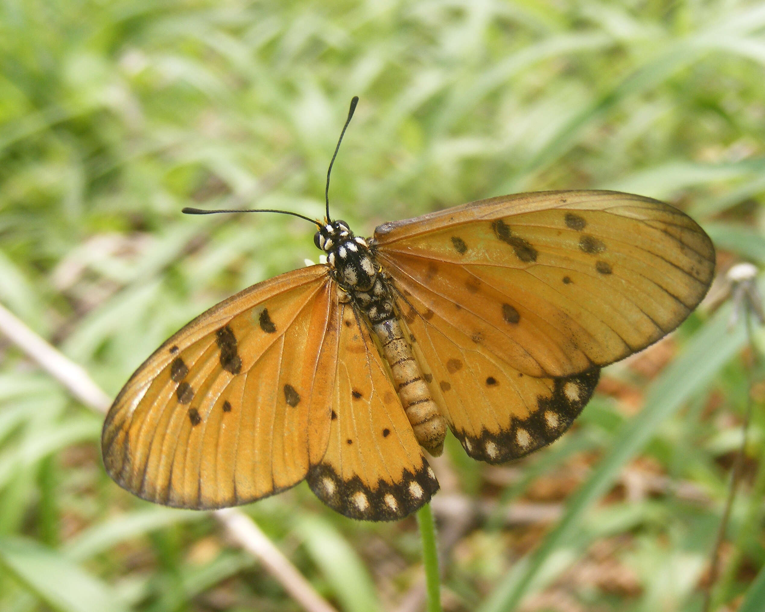 Image of Acraea terpsicore