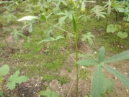 Image of okra