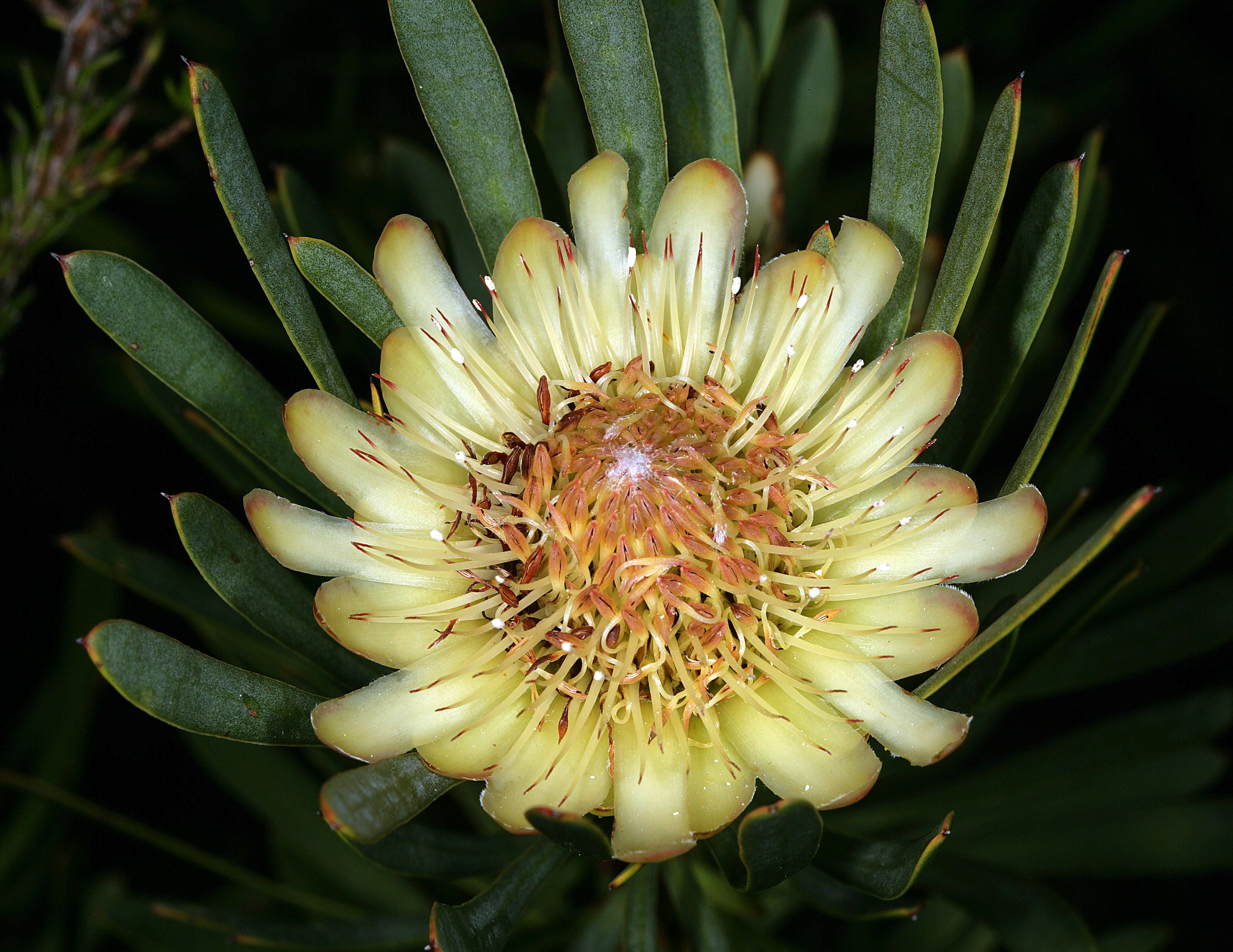 Plancia ëd Protea scolymocephala (L.) Reich.