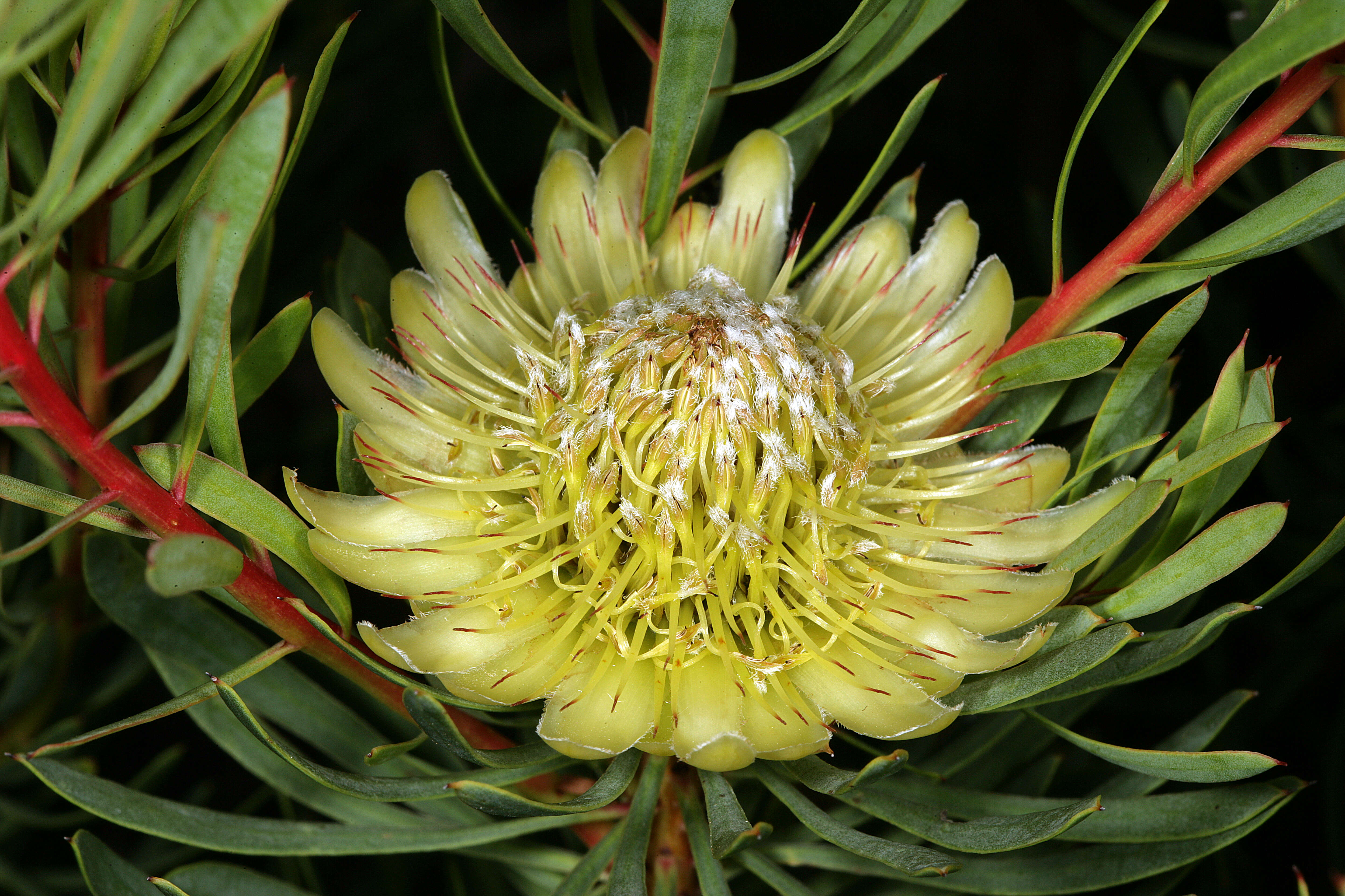 Plancia ëd Protea scolymocephala (L.) Reich.