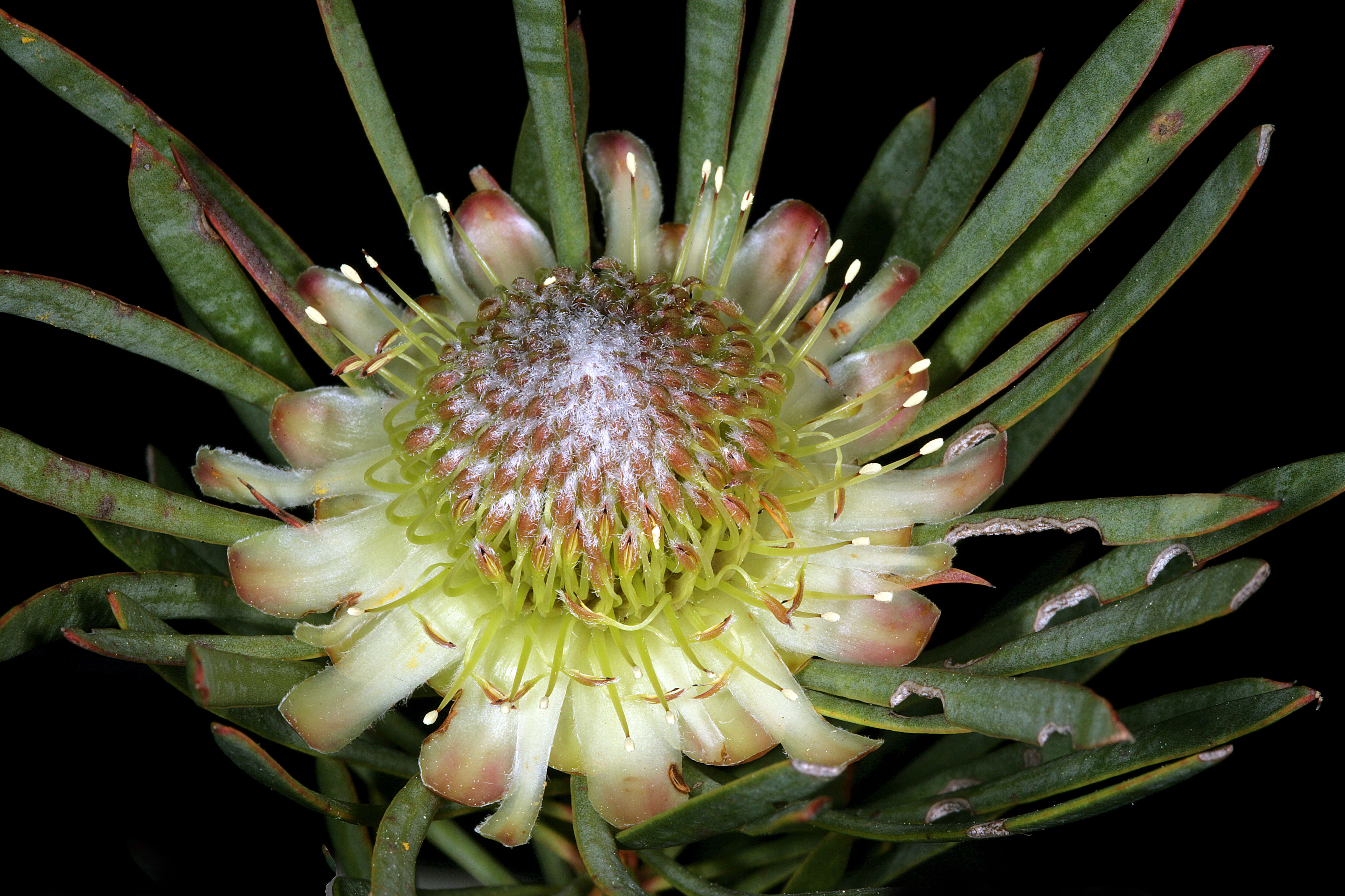 Plancia ëd Protea scolymocephala (L.) Reich.