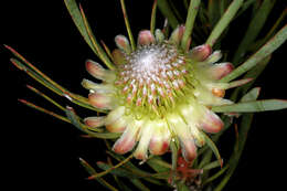 Plancia ëd Protea scolymocephala (L.) Reich.