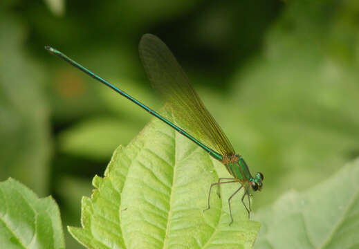 Imagem de Vestalis gracilis (Rambur 1842)