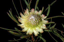 Plancia ëd Protea scolymocephala (L.) Reich.