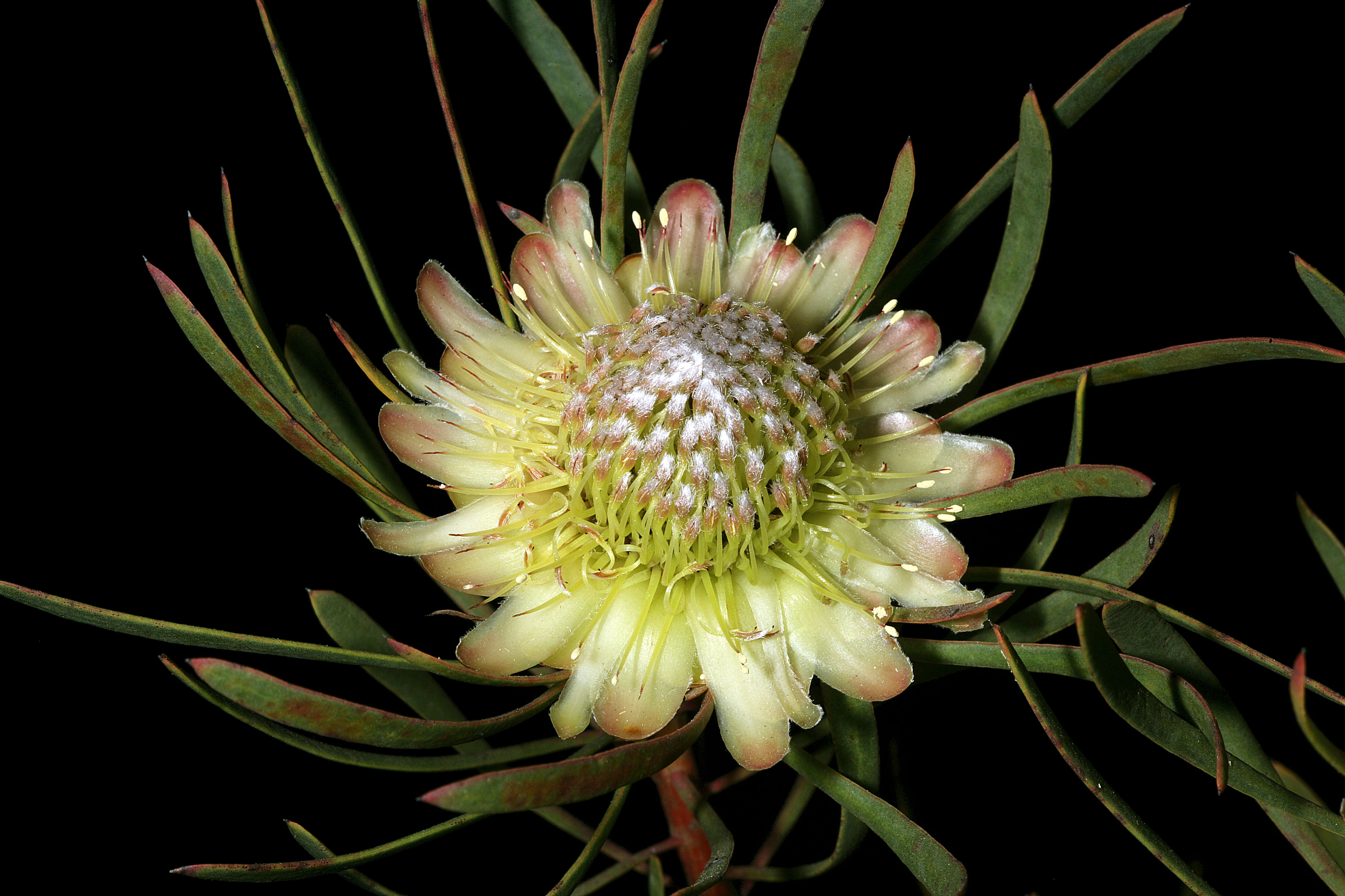 Plancia ëd Protea scolymocephala (L.) Reich.