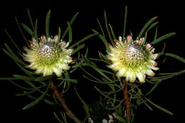 Plancia ëd Protea scolymocephala (L.) Reich.