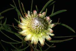 Plancia ëd Protea scolymocephala (L.) Reich.